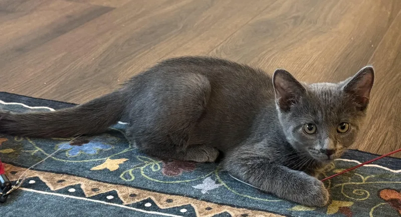 A baby small-sized female Gray / Blue / Silver Domestic Short Hair cat named Cookie for adoption in Pittsburgh, PA