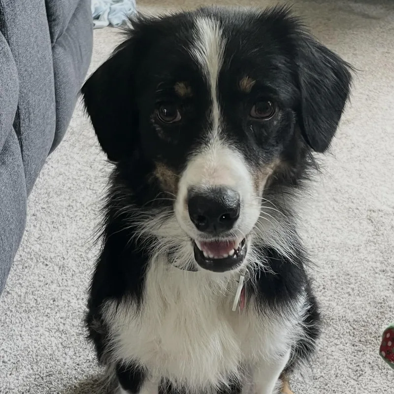 A young medium-sized female Tricolor (Brown, Black, & White) Australian Shepherd dog named Bailey for adoption in Louisburg, KS