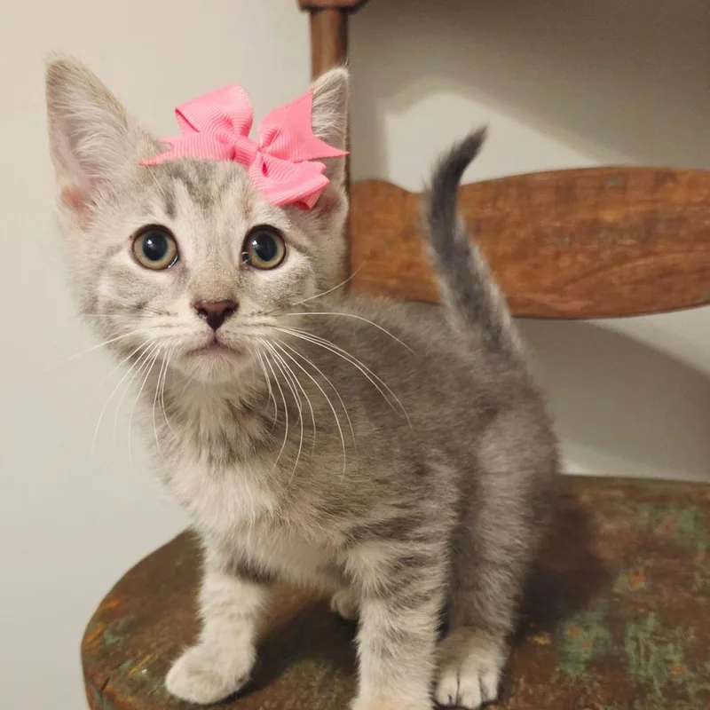 A baby small-sized female Gray / Blue / Silver Domestic Short Hair cat named Owlet for adoption in New Albany, OH