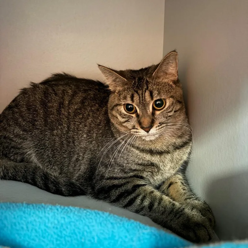 A young medium-sized female Brown / Chocolate Domestic Short Hair cat named Topper for adoption in Sarasota, FL