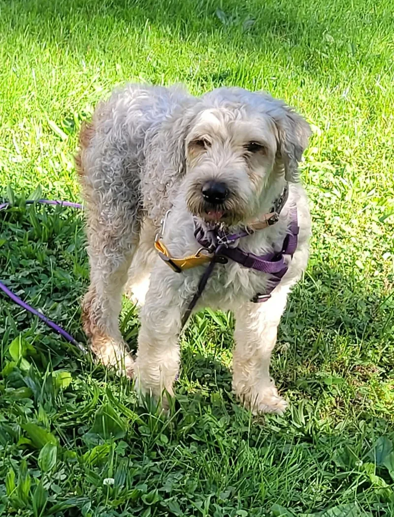 An adult medium-sized female Wheaten Terrier dog named Stella for adoption in Havertown, PA