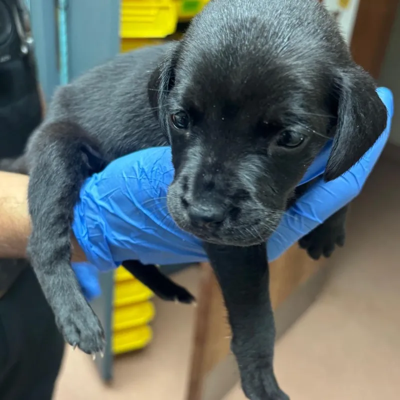A baby small-sized female Black Mixed Breed dog named Moon for adoption in Columbus, GA