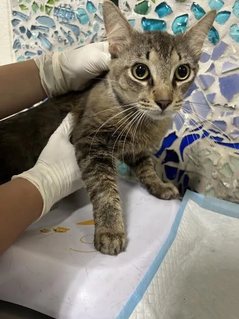 A young medium-sized male Domestic Short Hair cat named Huxley for adoption in Pensacola, FL