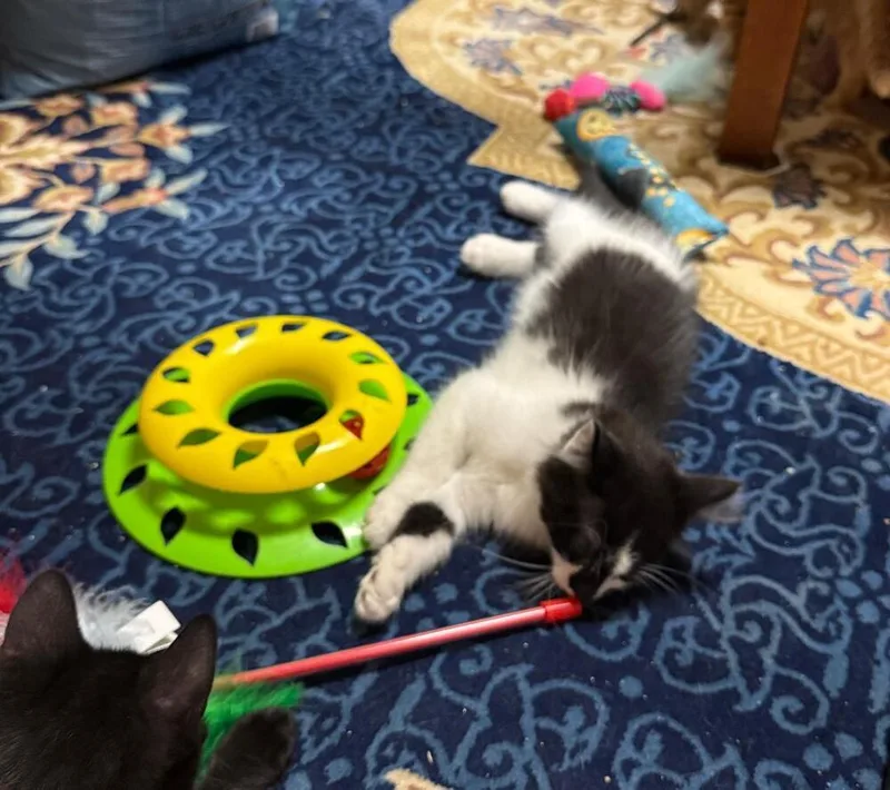 A baby small-sized male Domestic Medium Hair cat named Fabio for adoption in Breinigsville, PA