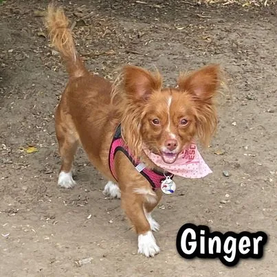 Ginger thumbnail 3