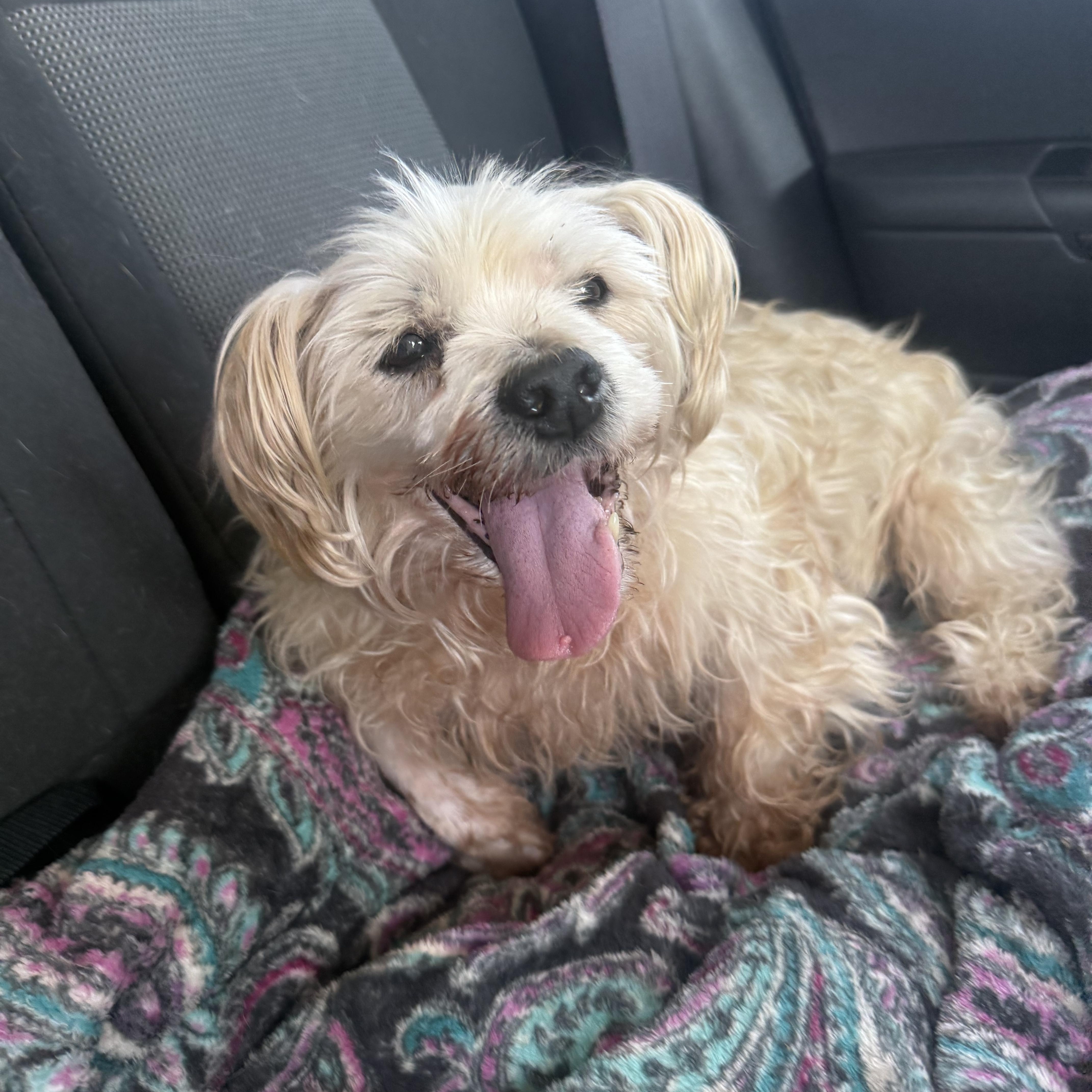 A senior small-sized female White / Cream Lhasa Apso dog named Eleanor for adoption in Kings Mountain, NC