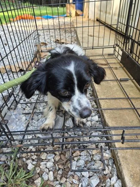 An adult small-sized male Terrier dog named Pen c Obie for adoption in Lawrenceville, GA