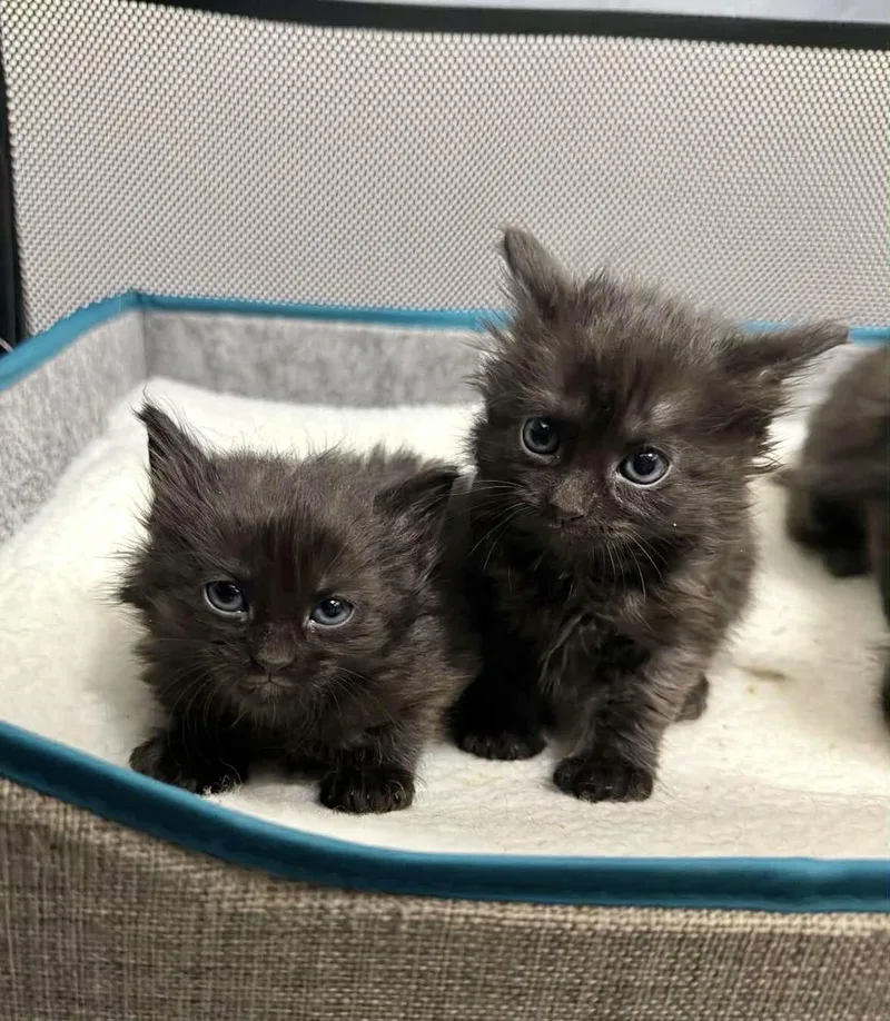 A baby small-sized male Black Domestic Long Hair cat named Zen for adoption in Staten Island, NY