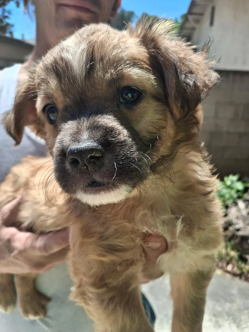 A baby medium-sized male Sable Cocker Spaniel dog named Herman~ for adoption in Encino, CA