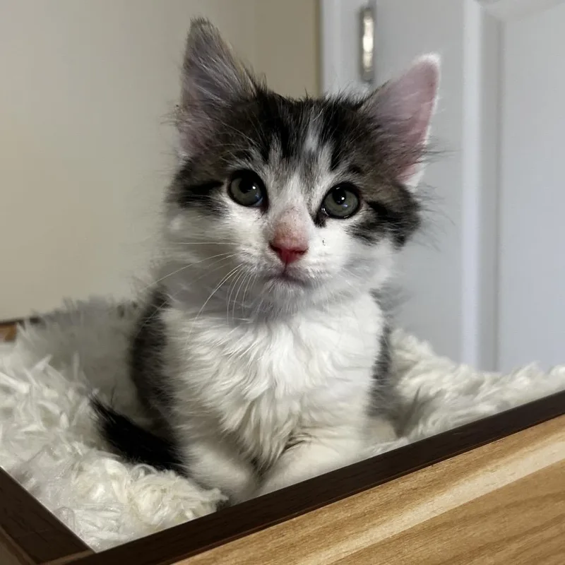 A baby small-sized female Gray / Blue / Silver Domestic Medium Hair cat named Sissy for adoption in Fairfax Station, VA