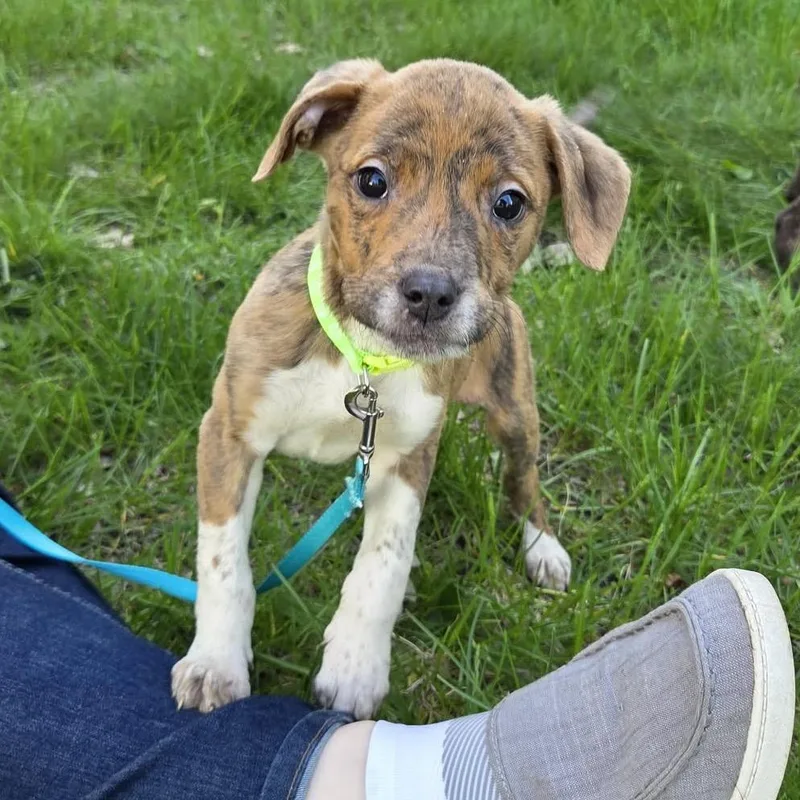 A baby medium-sized male Brown / Chocolate Pit Bull Terrier dog named Nacho for adoption in Monroe, MI