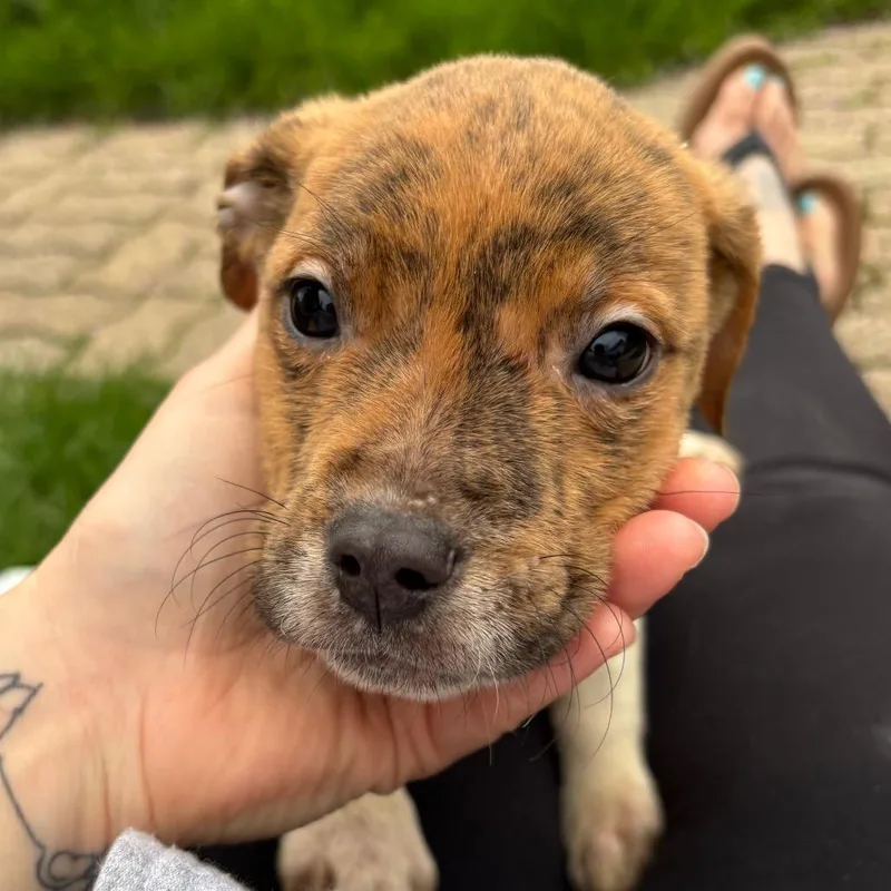 Nacho thumbnail 2