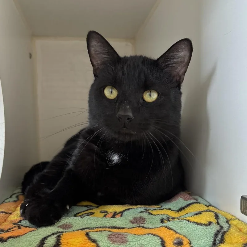 A young medium-sized male Black Domestic Short Hair cat named Guerrero for adoption in Naperville, IL