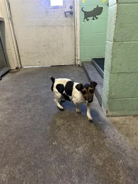 An adult small-sized female Parson Russell Terrier dog named Wishbone for adoption in Sacramento, CA