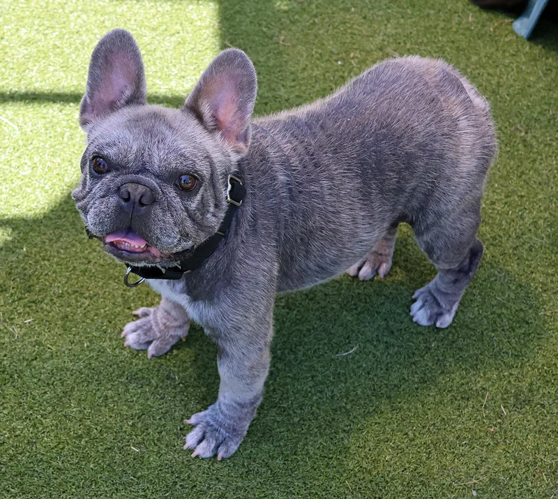 Tonka