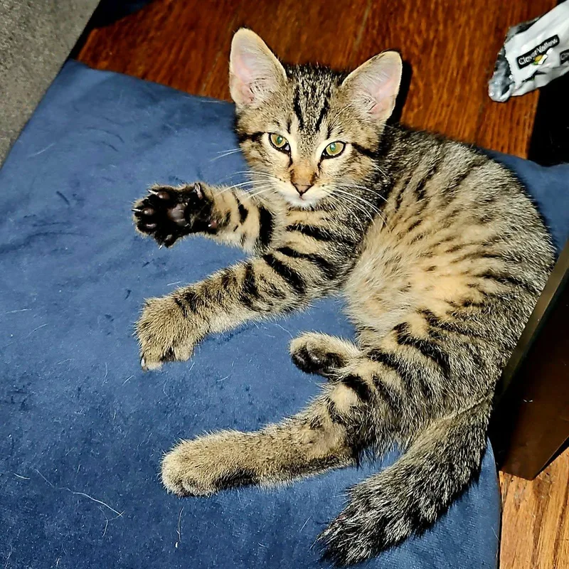 A baby small-sized male Tabby (Brown / Chocolate) Domestic Short Hair cat named Bobby for adoption in Sedalia, MO