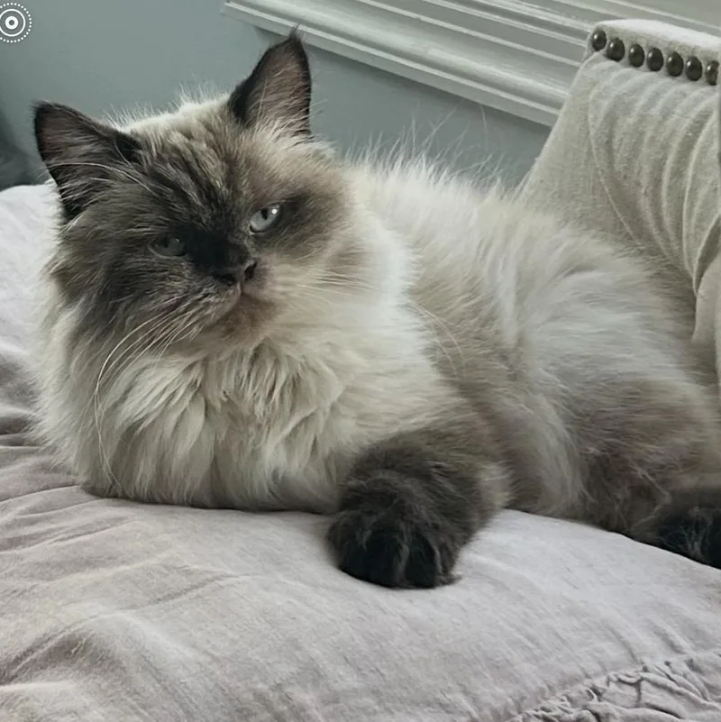 Mocha thumbnail 4