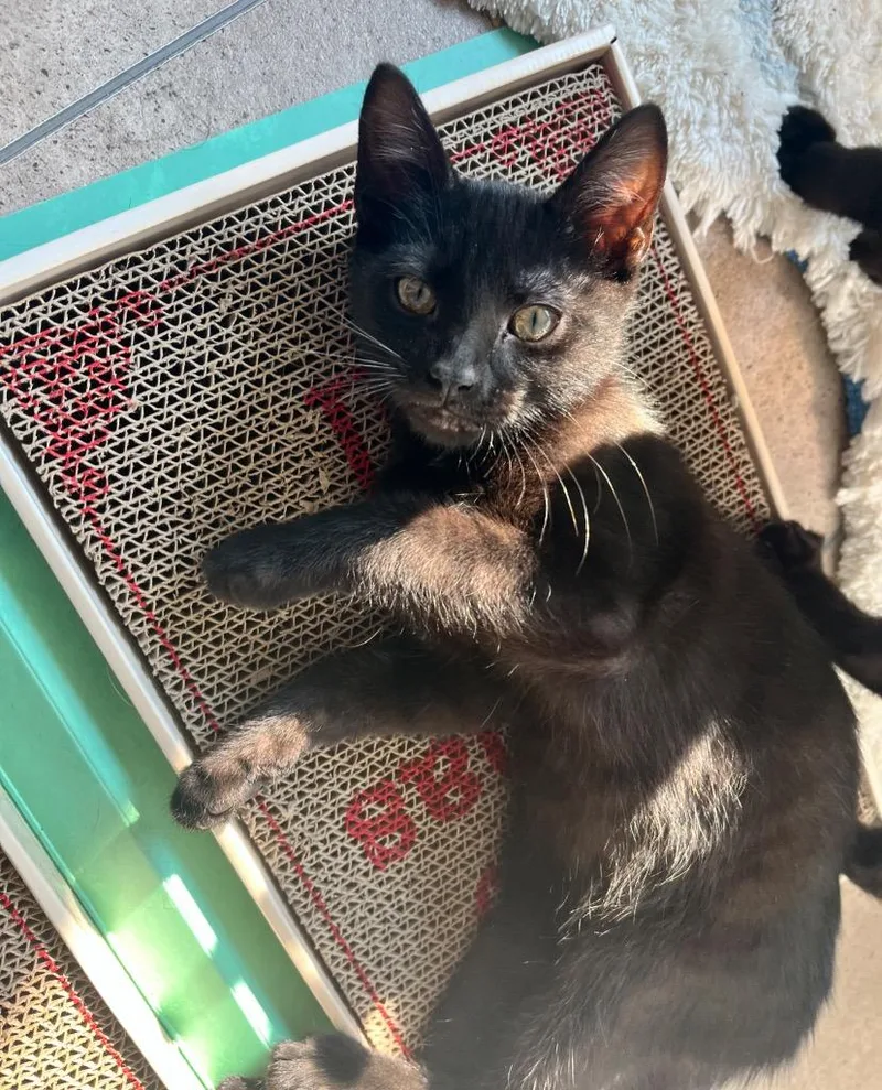 A baby large-sized male American Shorthair cat named Binx for adoption in Darien, GA