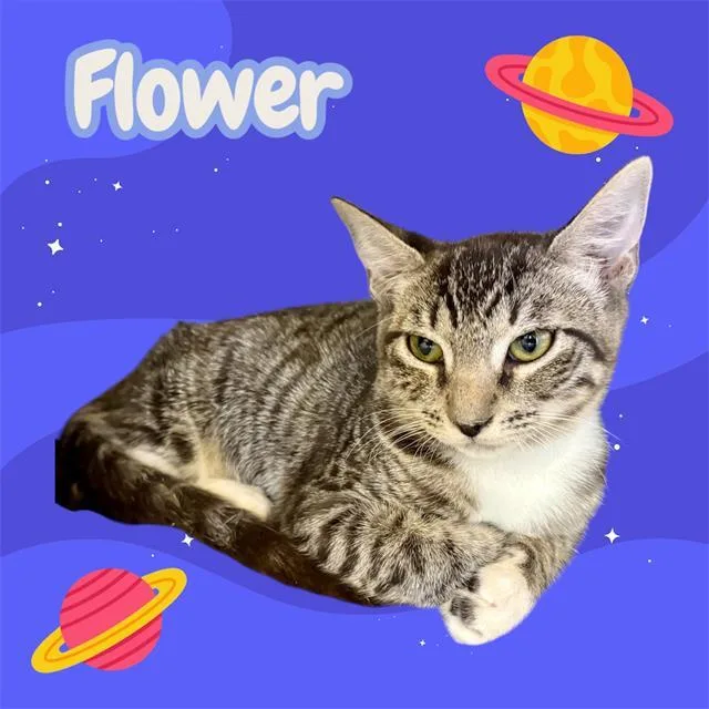 A baby small-sized female Domestic Short Hair cat named Flower for adoption in Visalia, CA