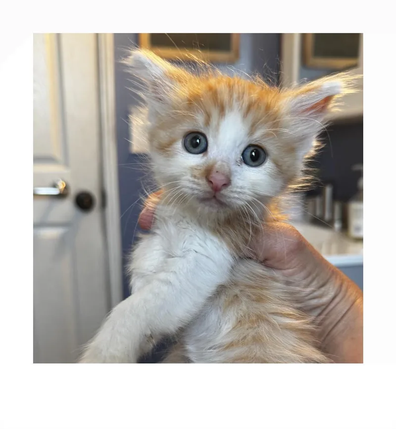 A baby small-sized male White Domestic Short Hair cat named Roo for adoption in San Pedro, CA