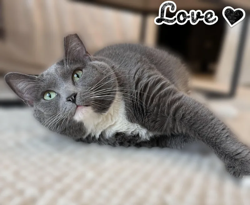 An adult large-sized female Gray / Blue / Silver Domestic Short Hair cat named Boti for adoption in Scottsdale, AZ