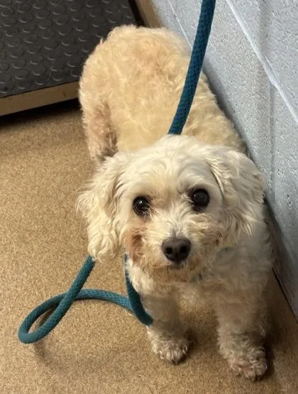An adult small-sized female Mixed Breed dog named Seacrystal for adoption in Chamblee, GA