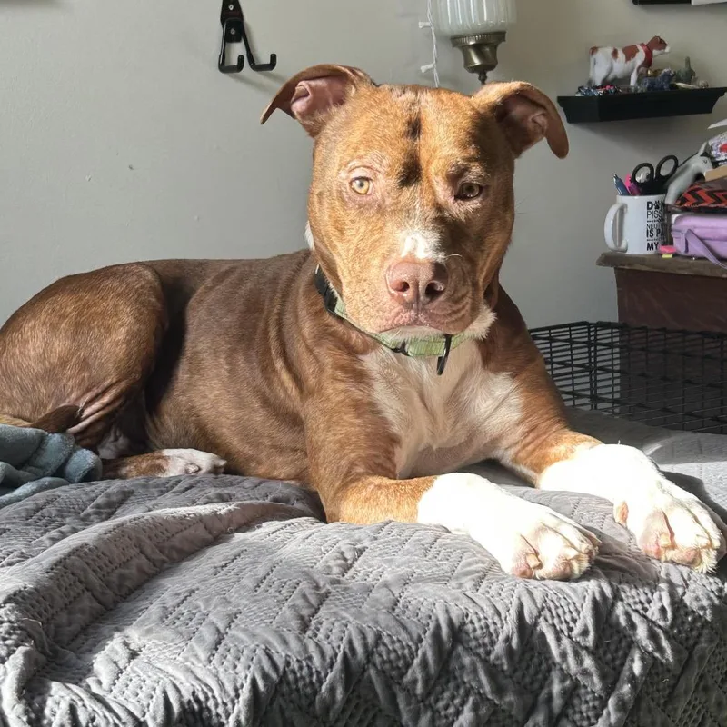 An adult large-sized male Brindle Mixed Breed dog named Ace for adoption in Columbia, MO