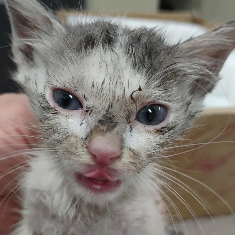 A baby small-sized male White Domestic Short Hair cat named Huey for adoption in Upland, CA
