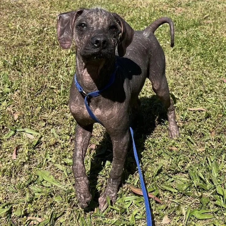 A young small-sized male Gray / Blue / Silver Xoloitzcuintli / Mexican Hairless dog named Tito for adoption in Sonoma, CA
