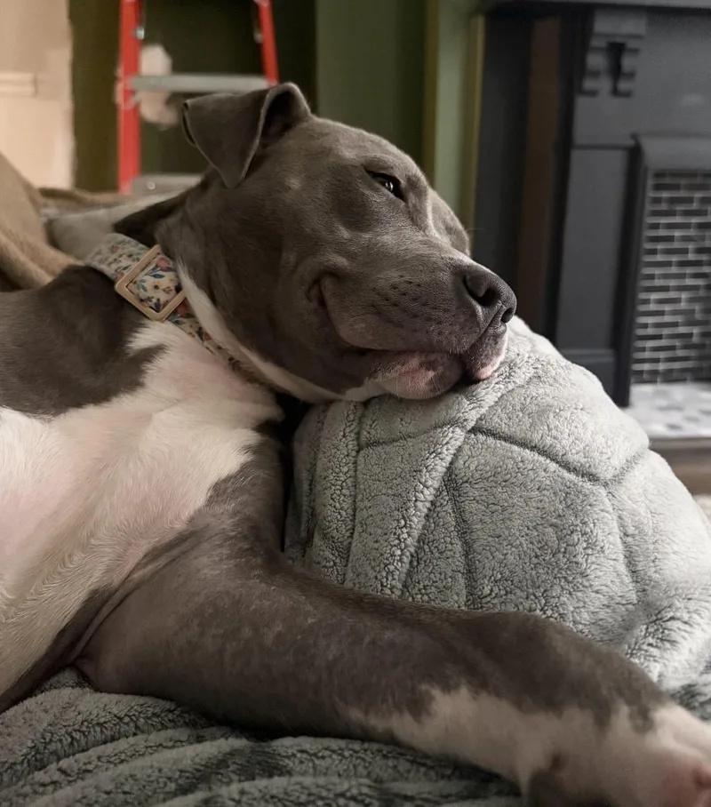 A baby medium-sized female Gray / Blue / Silver Mixed Breed dog named Lucy for adoption in Maineville, OH