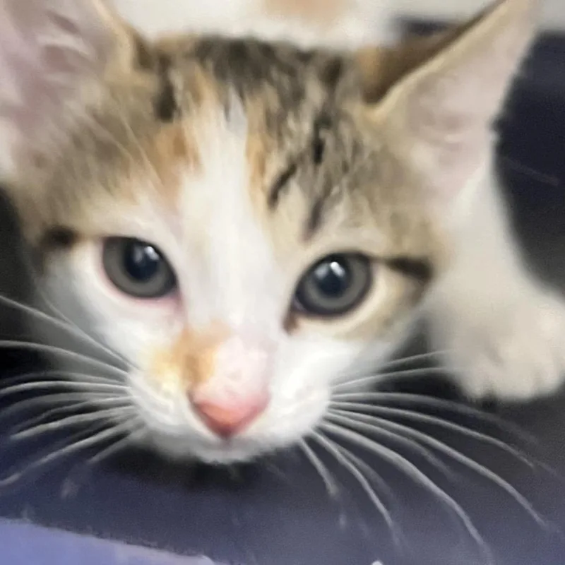 A baby small-sized female Brown / Chocolate Domestic Short Hair cat named Scissors for adoption in West Palm Beach, FL