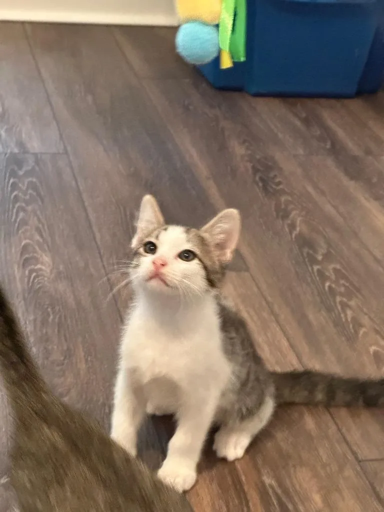 A baby medium-sized male Tabby cat named Rudy for adoption in San Antonio, TX