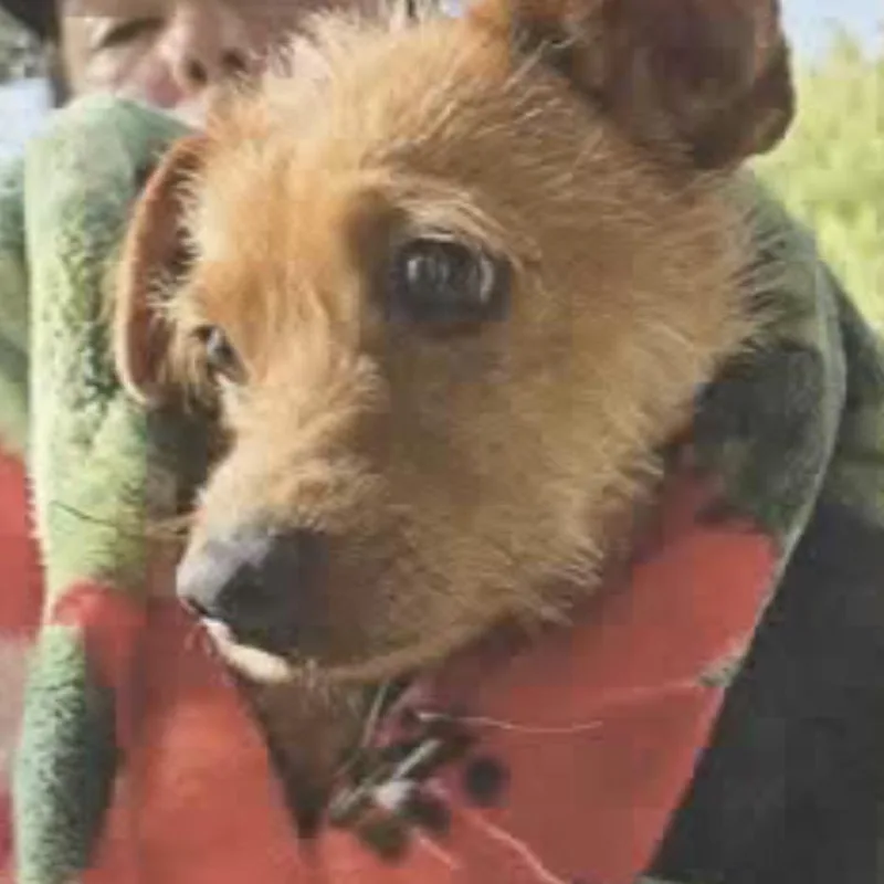 A young small-sized male Terrier dog named Hotdog for adoption in San Antonio, TX