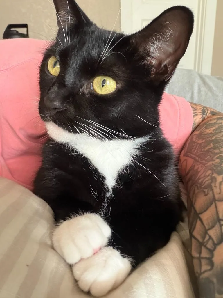 An adult medium-sized female Domestic Short Hair cat named Tuna for adoption in New Braunfels, TX