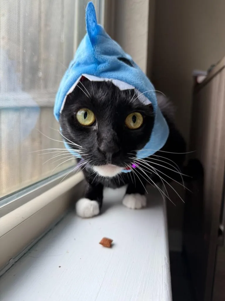 Tuna thumbnail 2