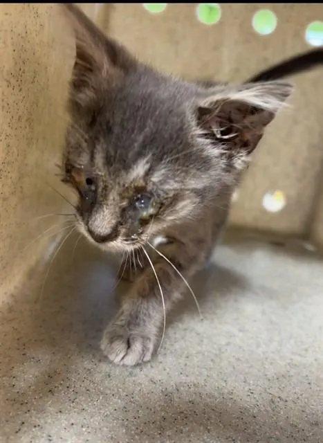 A baby small-sized female Domestic Short Hair cat named Addison Rae for adoption in Louisville, KY