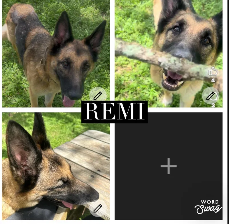 An adult large-sized male Bicolor German Shepherd Dog dog named Remi for adoption in canyon lake, TX