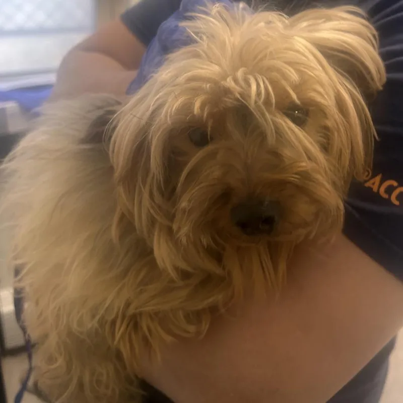 A senior small-sized male Yellow / Tan / Blond / Fawn Yorkshire Terrier dog named Prince for adoption in Philadelphia, PA