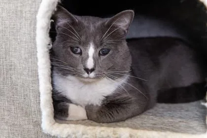 Braveheart thumbnail 2