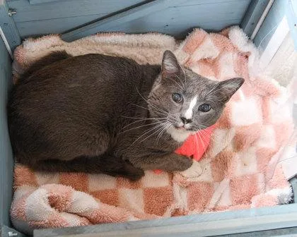 Braveheart thumbnail 3