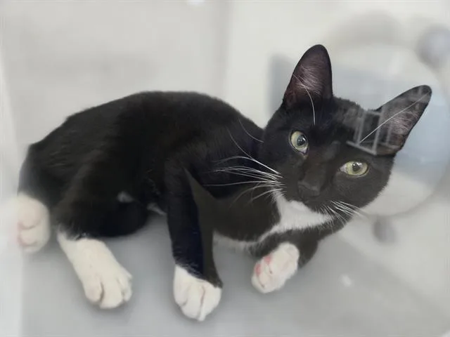 A young medium-sized male Domestic Short Hair cat named Ismael for adoption in Dallas, TX