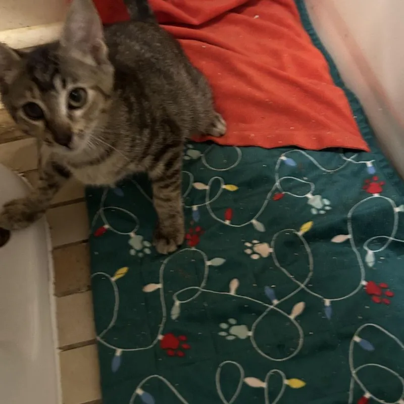 A baby small-sized female Domestic Short Hair cat named Swirl for adoption in Cumming, GA
