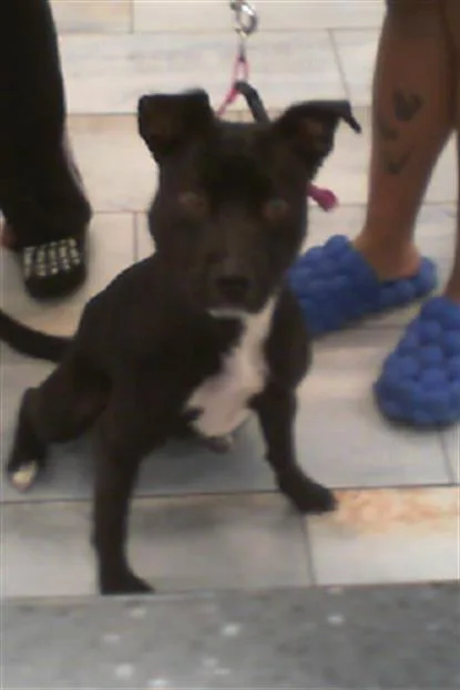 A young medium-sized female Feist dog named Lillie for adoption in Charlotte, NC