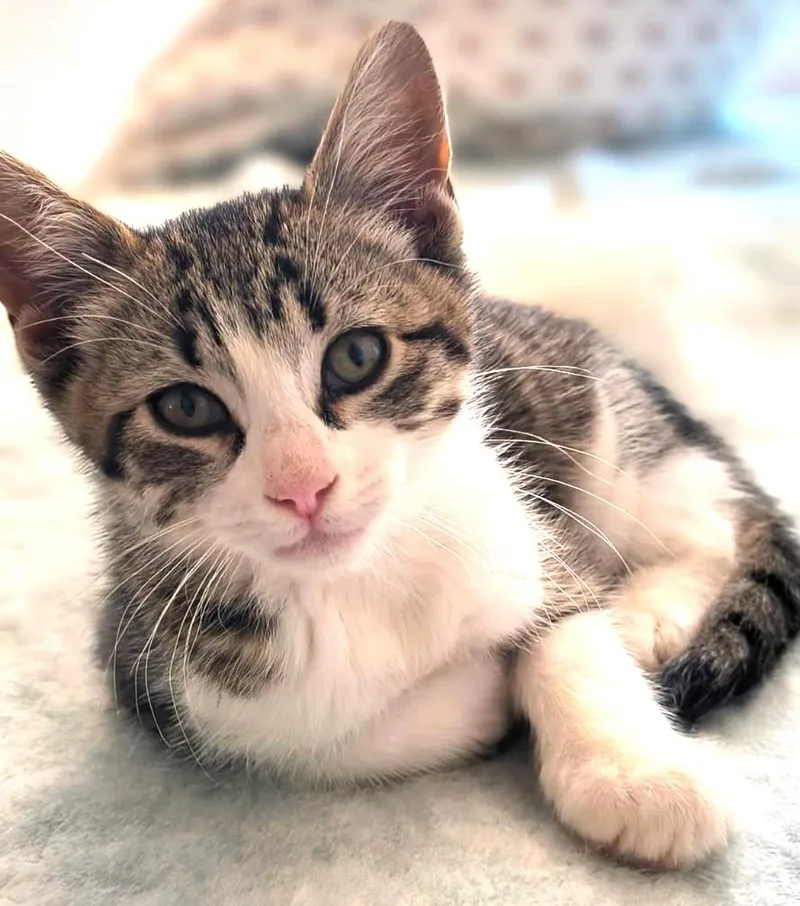 A baby medium-sized female Gray & White Domestic Short Hair cat named Klaus and Hilda Sweethearts for adoption in Newport, WA
