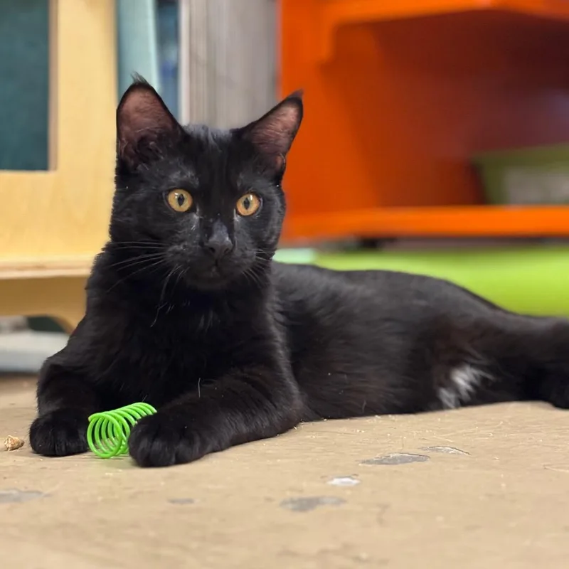 A young medium-sized male Black Domestic Short Hair cat named Melvin for adoption in Morgan Hill, CA