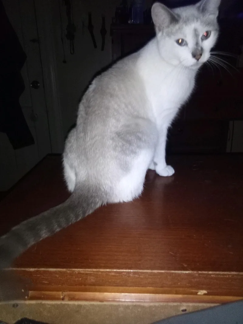 A young medium-sized female Gray & White Domestic Short Hair cat named Penelope for adoption in New Britain, CT