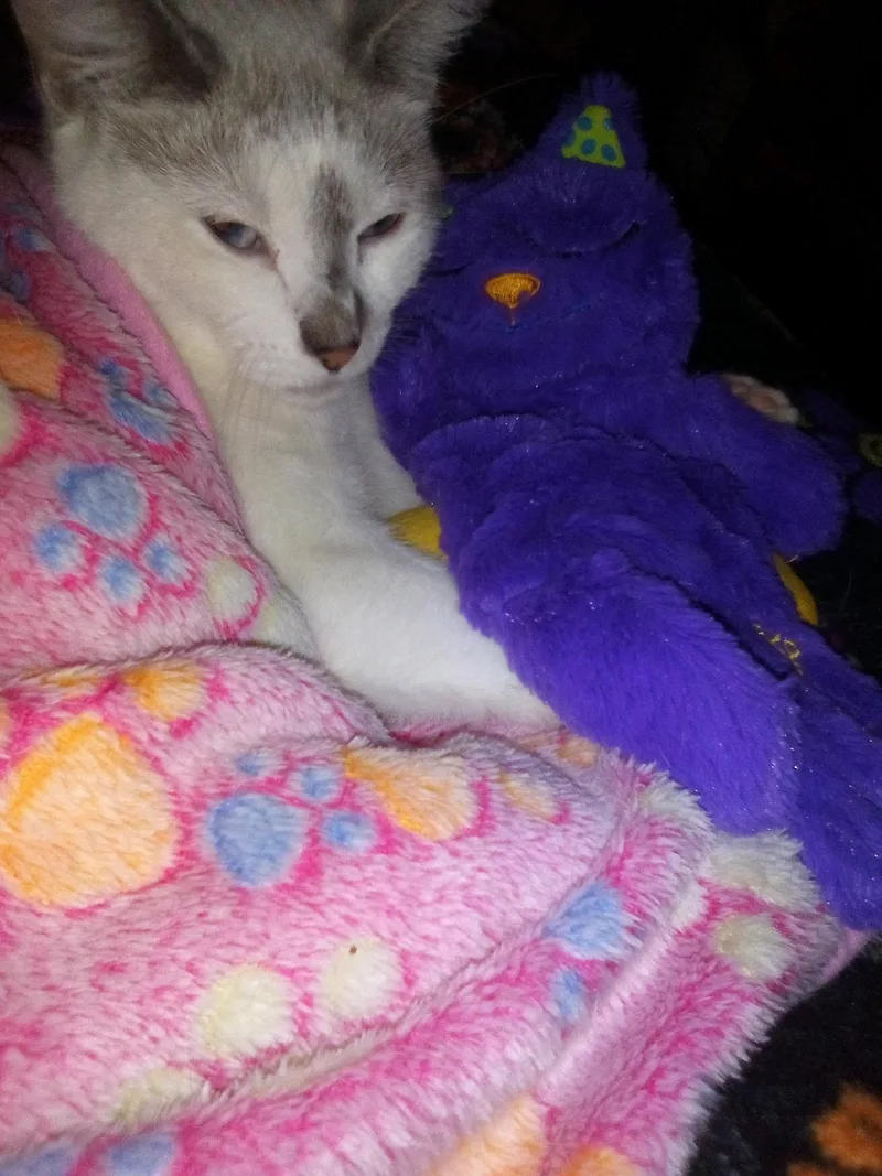 Penelope thumbnail 5