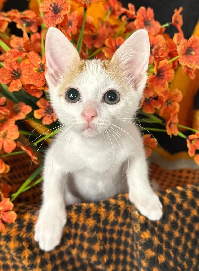 Tam