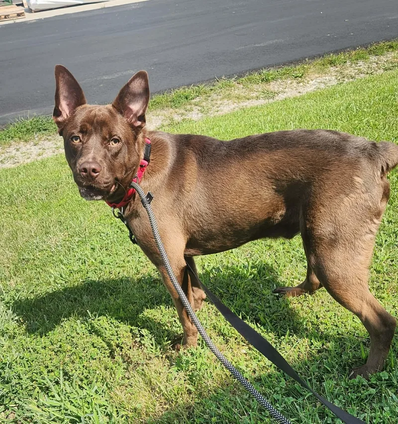 A young medium-sized male Brown / Chocolate Pit Bull Terrier dog named Hershey for adoption in Jefferson City, MO