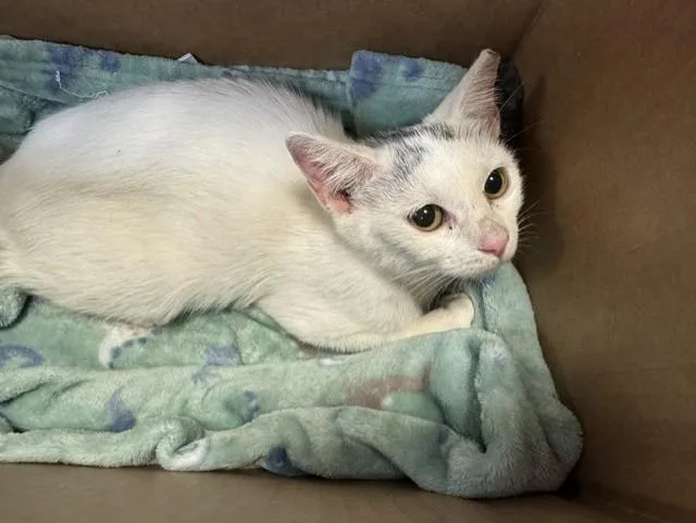 A baby small-sized female Domestic Short Hair cat named Storm for adoption in Miami, FL